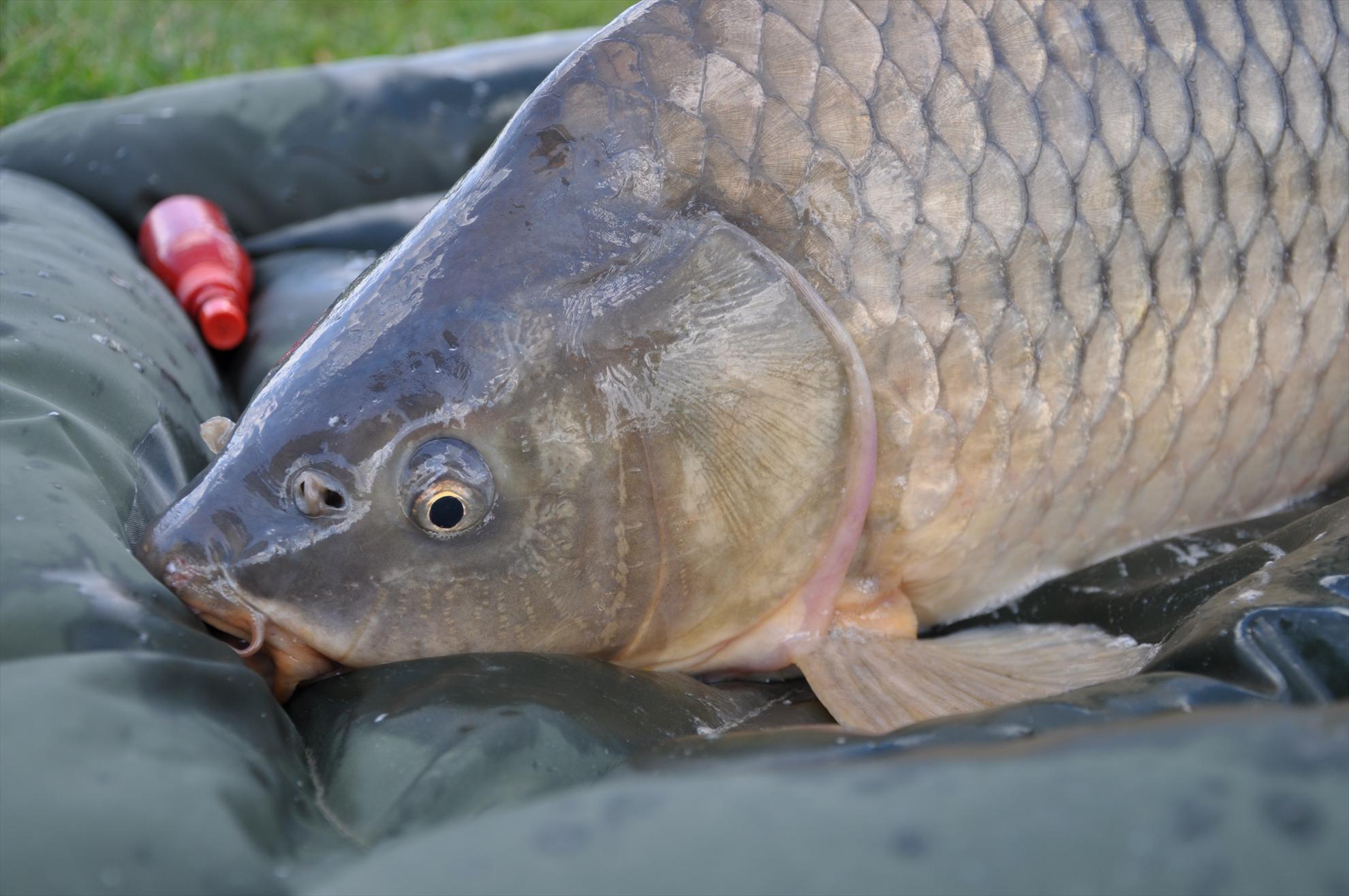 MV 2/3- 09/06/2013 - dsc0039.JPG